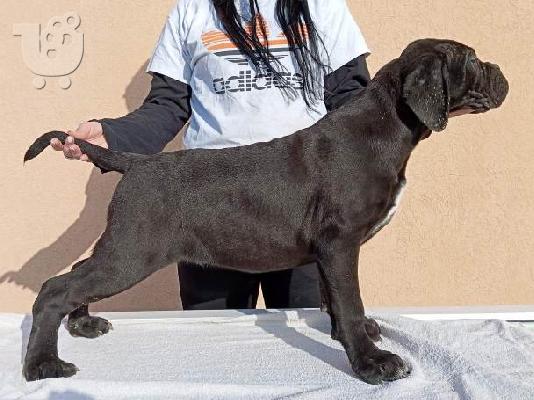 Κουτάβια Cane Corso